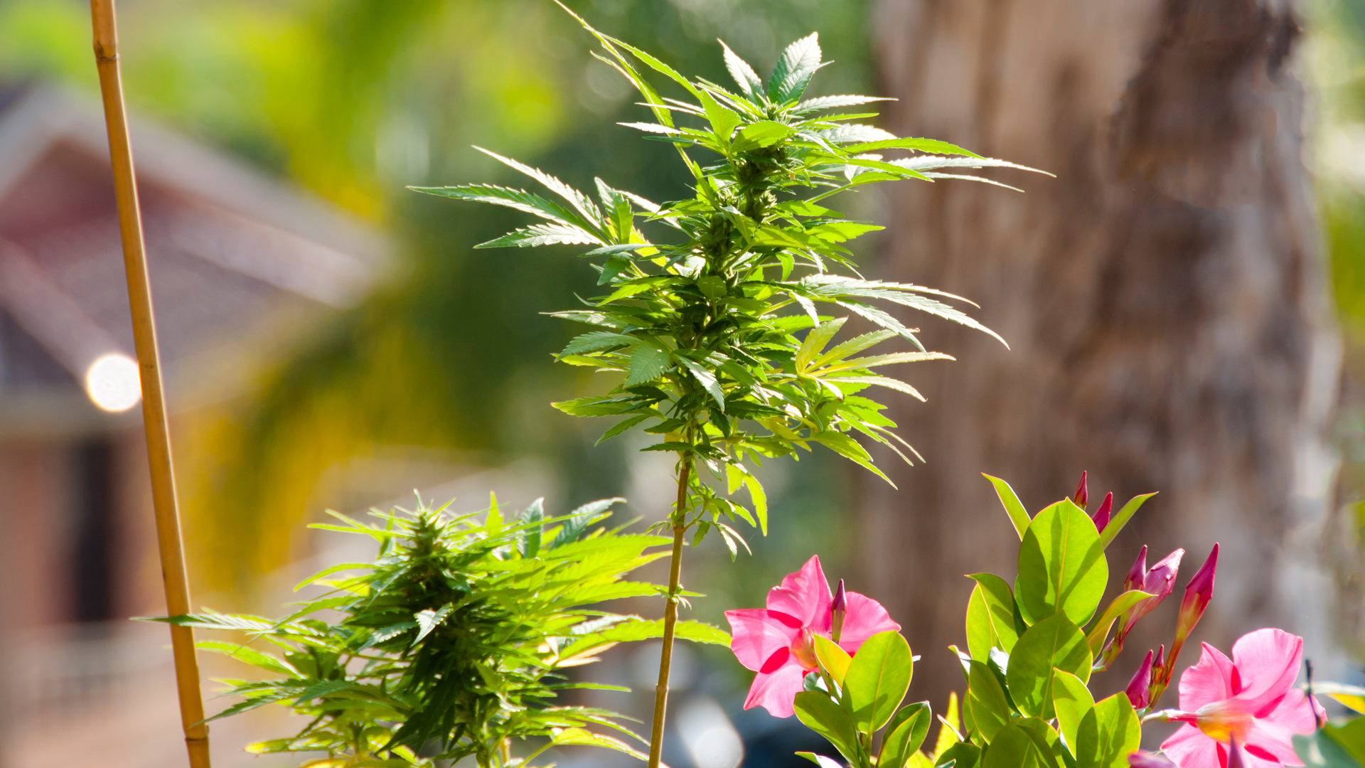 Cannabis and chronic pain in Australia