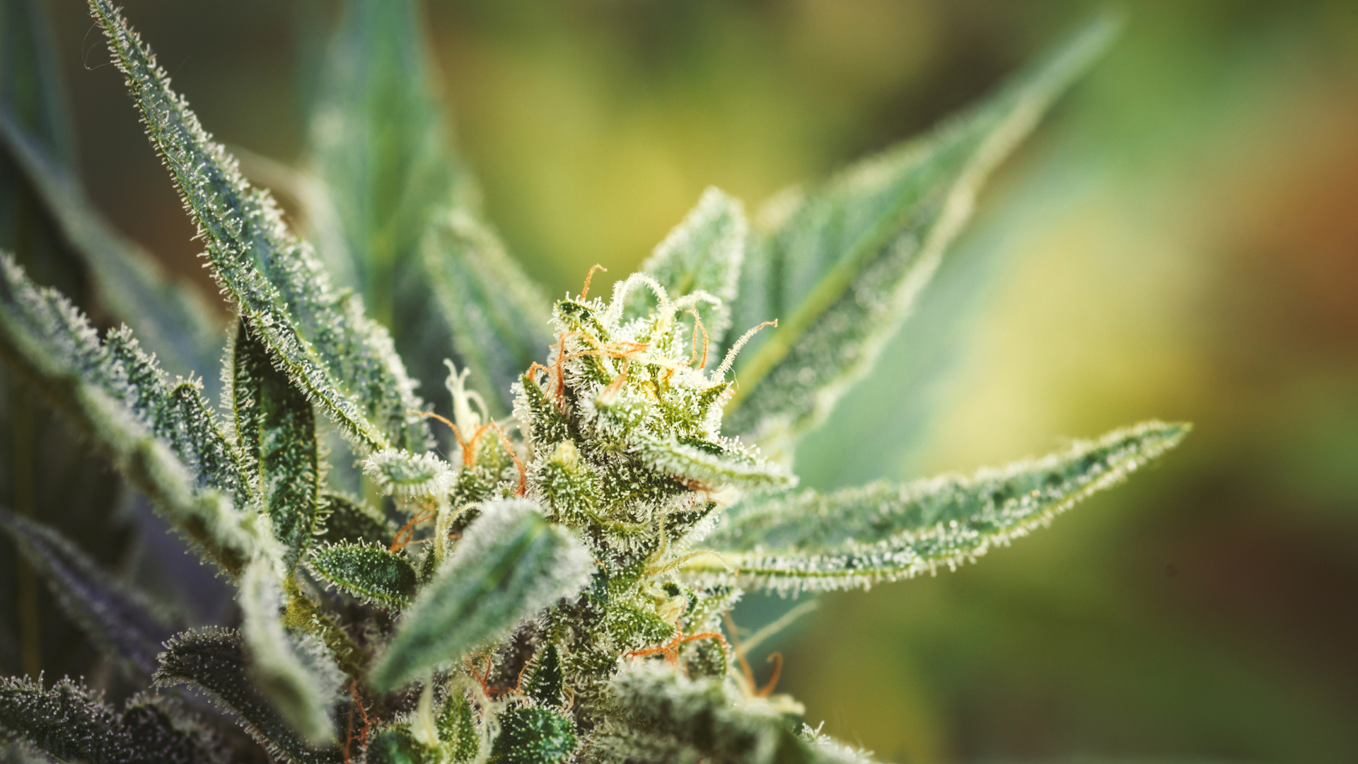 How to remediate THC with PURE5