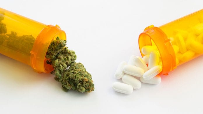 Can cannabis provide an alternative to opioid painkillers in the UK?