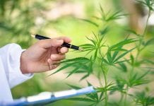 Groundbreaking cannabis education for UK healthcare professionals
