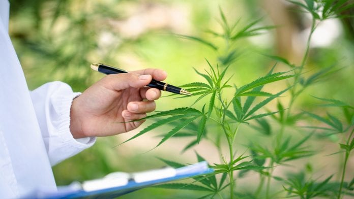 Groundbreaking cannabis education for UK healthcare professionals