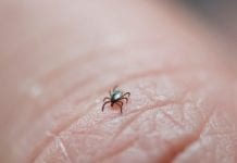 New study shows Lyme disease alters immune system