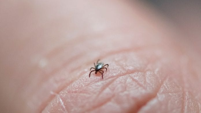 © iStock/Sjo New study shows Lyme disease alters immune system