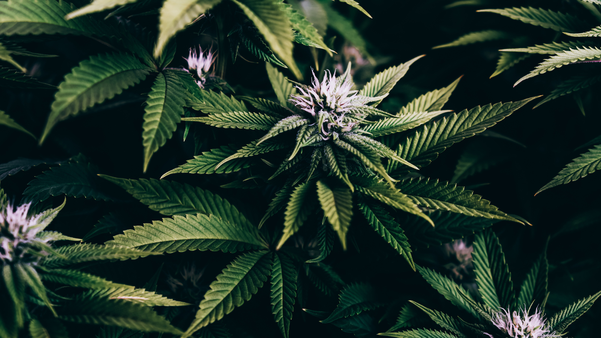 UN vote to remove medical cannabis as dangerous drug welcomed