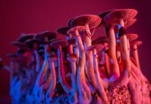 UK’s first investment fund dedicated to psychedelic healthcare