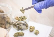 Project Twenty21 receives new medical cannabis range