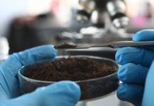 Could soil used in ancient Irish folk medicine fight antimicrobial resistance?