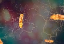 Investigating bacteria behind hospital infections with SMART Designs Tool