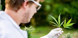 Cannabis cultivation systems