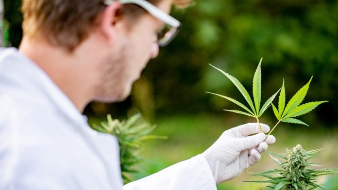 Cannabis cultivation systems