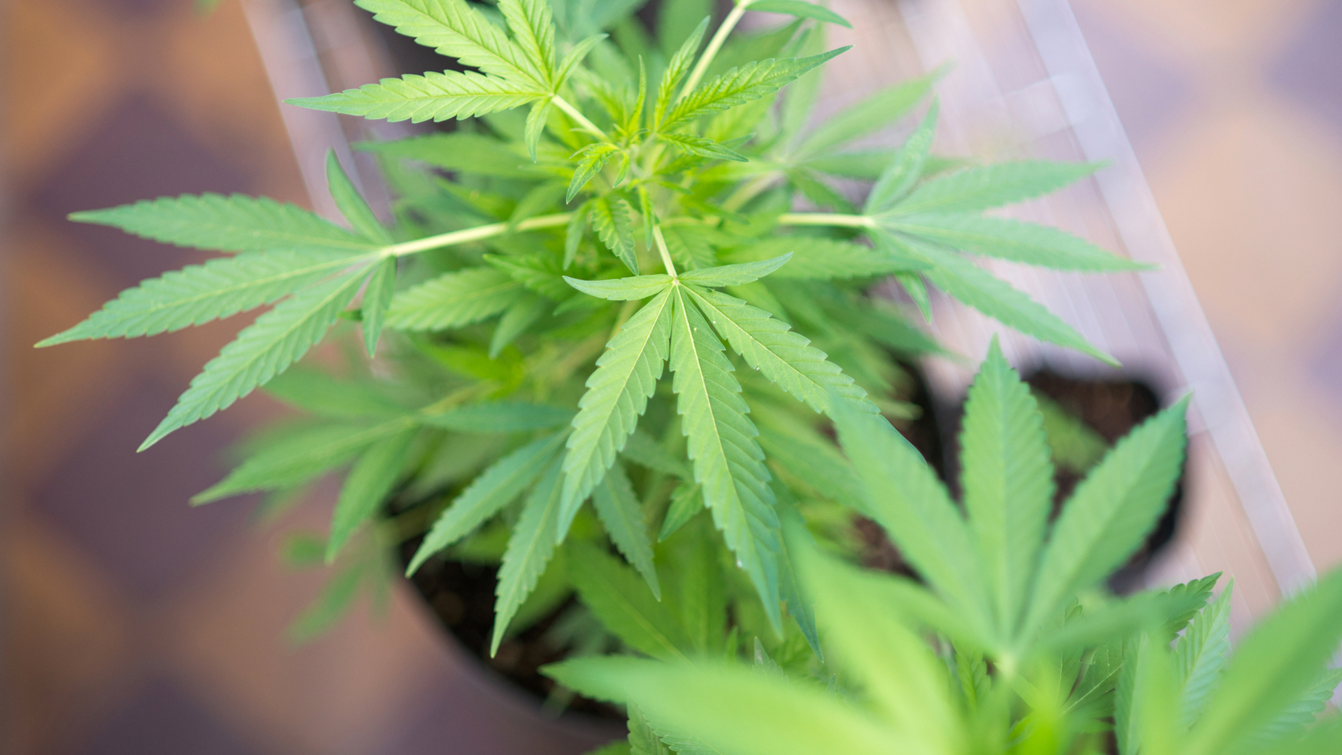 Cannabis investment, regulation, and opportunity in Latin America