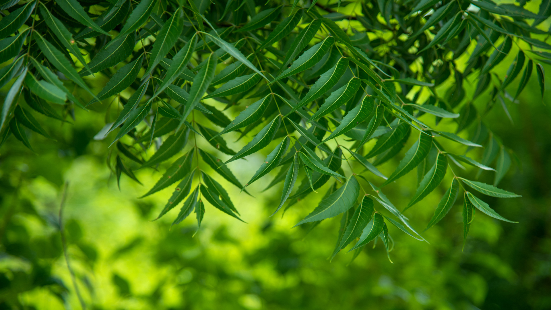 UK helping indigenous communities protect ancient traditional medicine