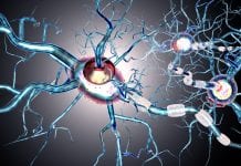 New therapeutic target for Huntington’s disease treatment New therapeutic target for Huntington’s disease treatment