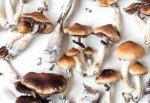 World’s first research and cultivation facility for psychedelic mushrooms