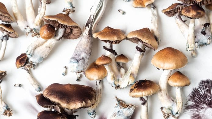 World’s first research and cultivation facility for psychedelic mushrooms