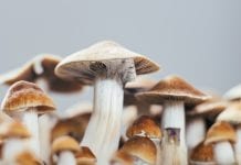 The case for mass producing psychedelic pharmaceuticals