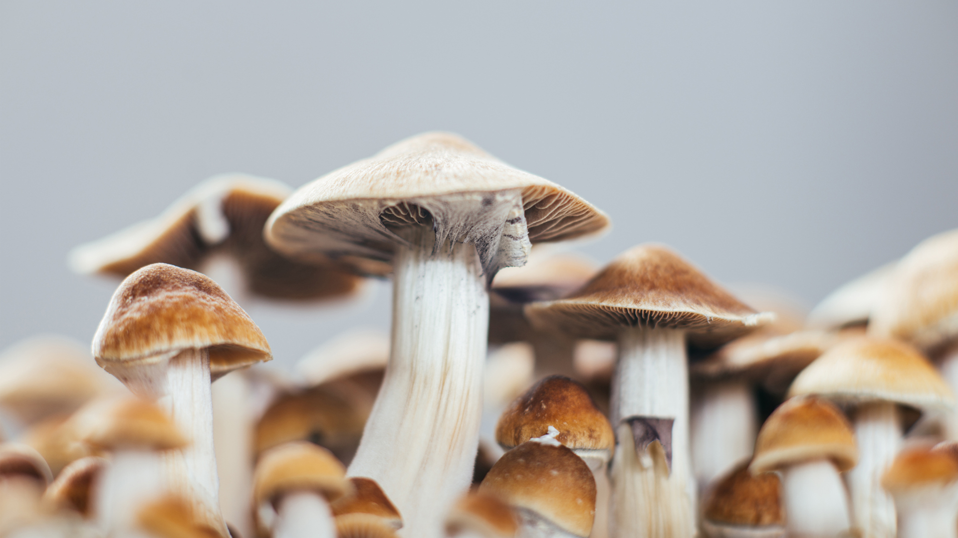 The case for mass producing psychedelic pharmaceuticals