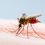UK institutions receive £2.3m grant for research of tropical diseases