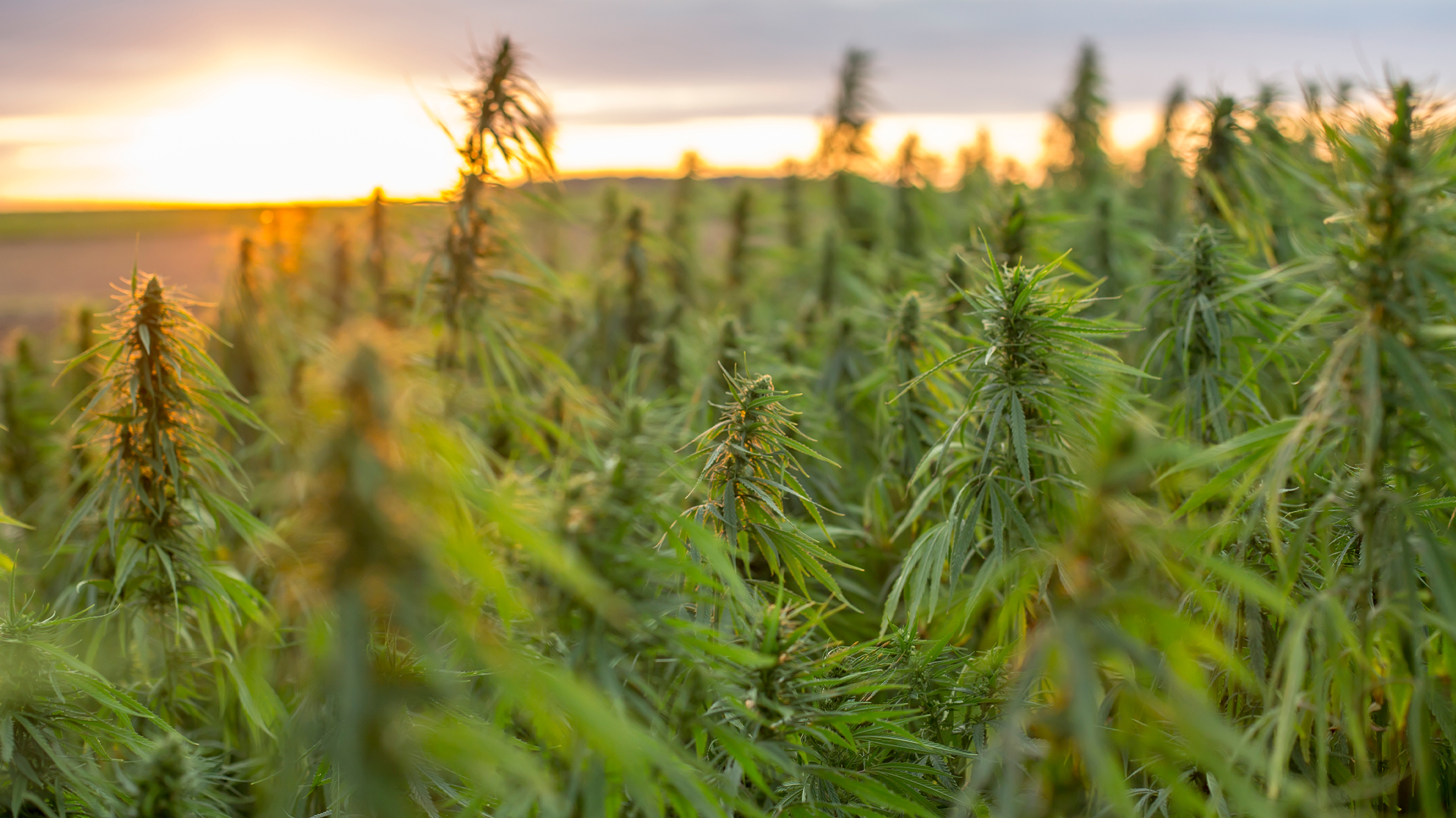 Greenheart CBD: the first CBD company to introduce DeFi token