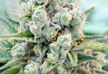 Medical cannabis ‘made in Denmark’ Medical cannabis ‘made in Denmark’