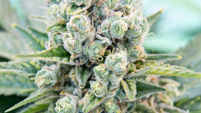 Medical cannabis ‘made in Denmark’