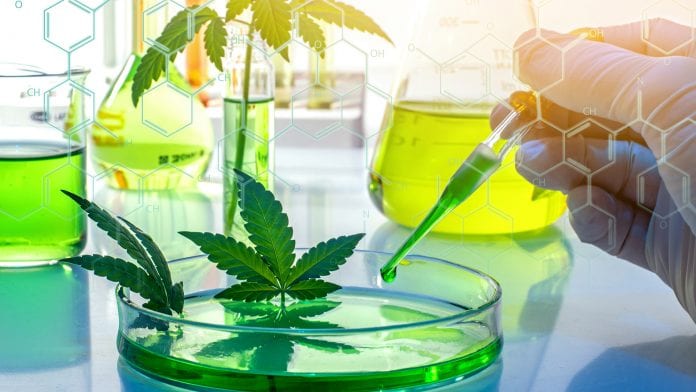 © iStock/UrosPoteko Medicinal cannabis policy and research in Europe