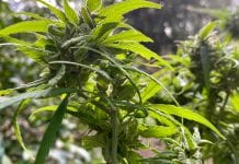 Medical cannabis research and treatment in Australia medical cannabis Australia