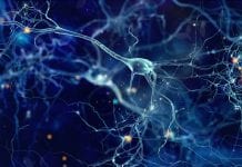 Uncovered mechanism may provide new therapeutic strategy for epilepsy