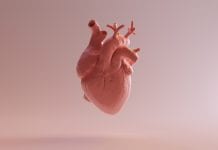 Natural pacemaker discovery changes understanding of heart anatomy