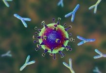 Researchers identify new targets for COVID-19 antibodies Researchers identify new targets for COVID-19 antibodies