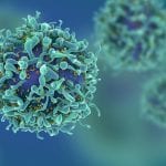 T cells key to severity of COVID-19 outcomes
