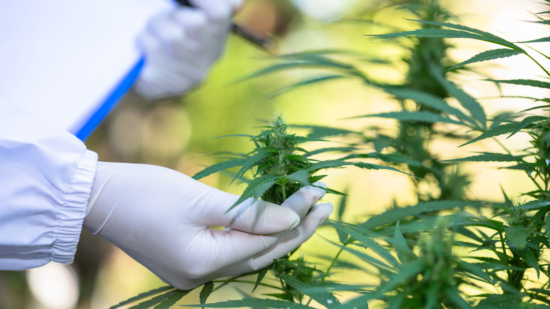 CanaQuest receives CBD Life Science R&D Excellence Award