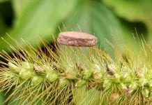 Copper foam could act as microbe filter in face masks and air cleaners Copper foam could be used as microbe filter in facemasks and air cleaners