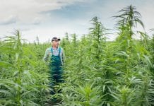 UK policy oversight sees farmers waste millions of pounds worth of CBD