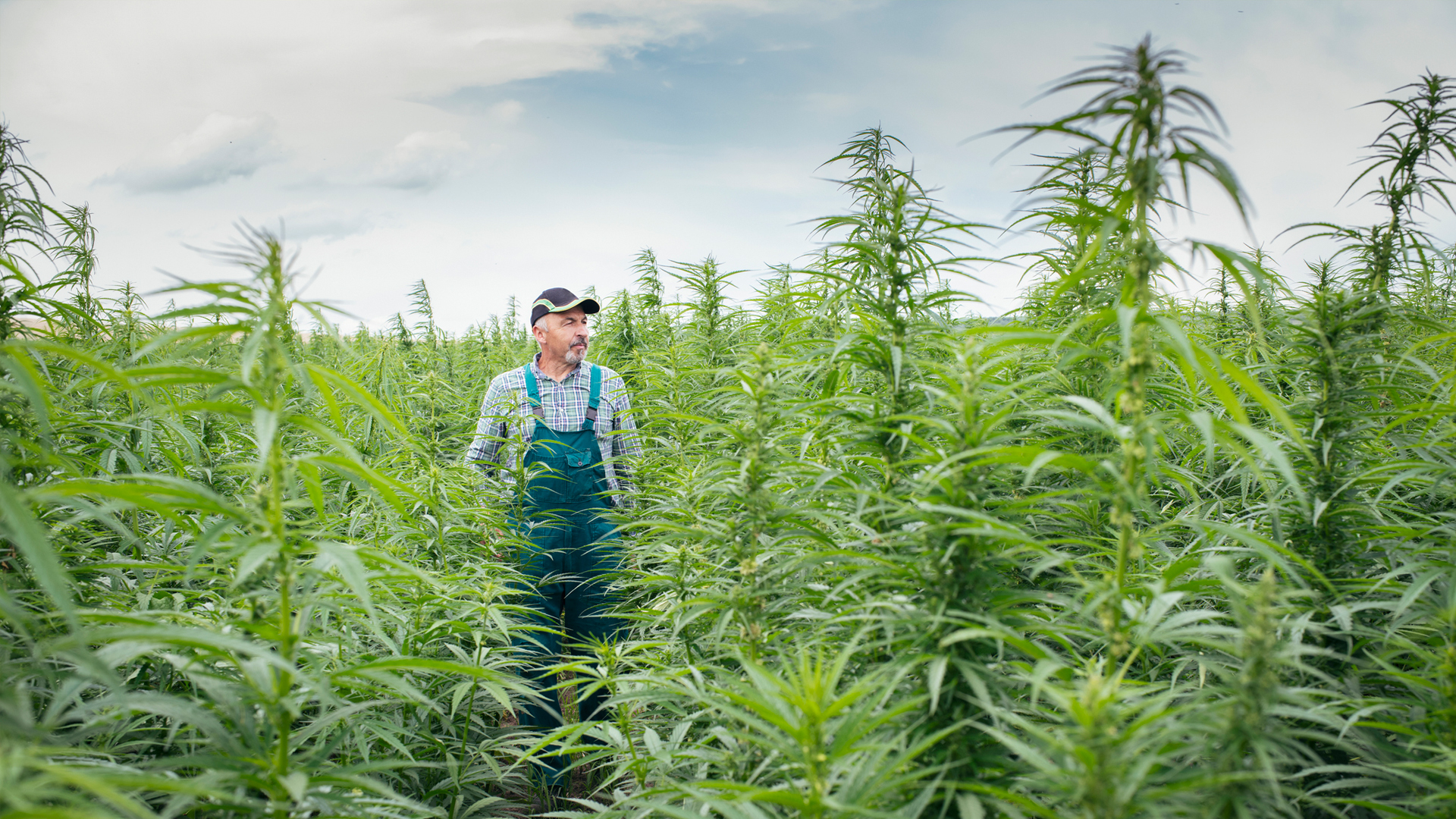 UK policy oversight sees farmers waste millions of pounds worth of CBD