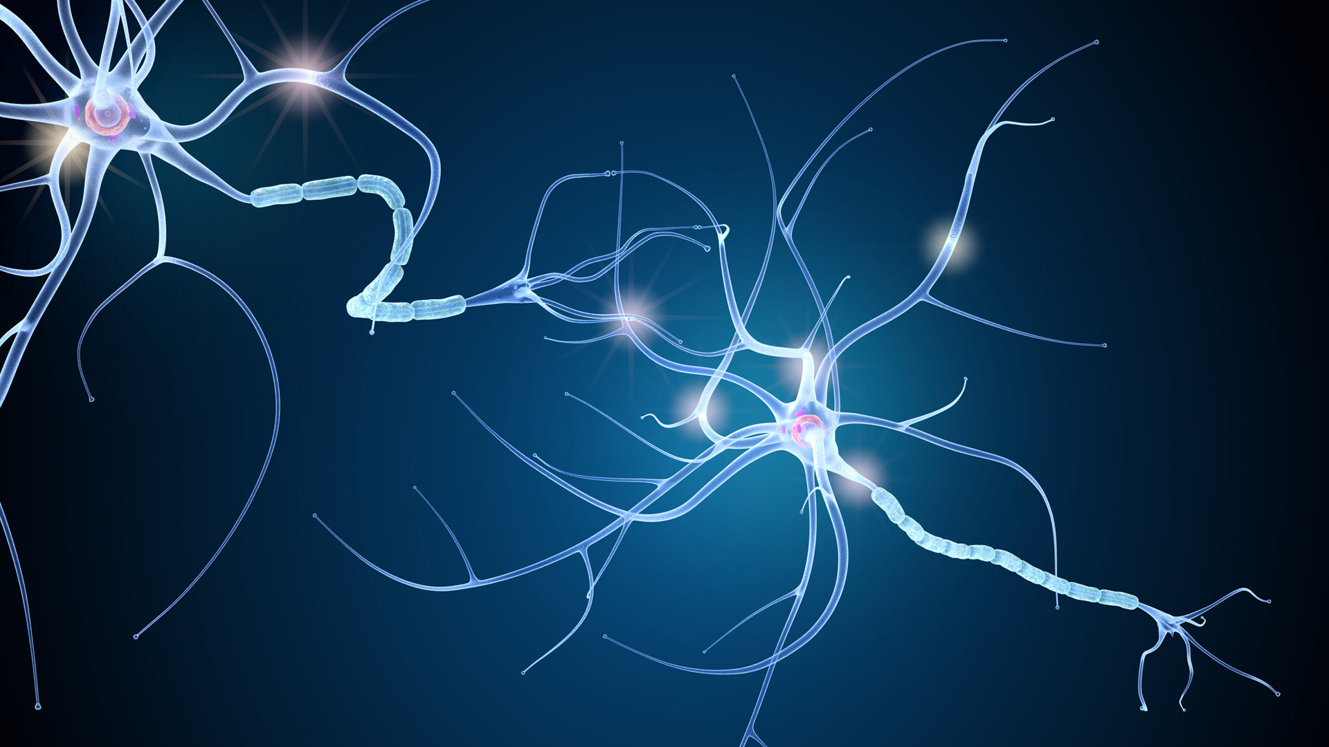 3D brain models could accelerate search for multiple sclerosis treatments