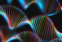 New form of muscular dystrophy discovered New form of muscular dystrophy discovered