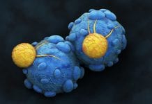 A better understanding of how T cells function