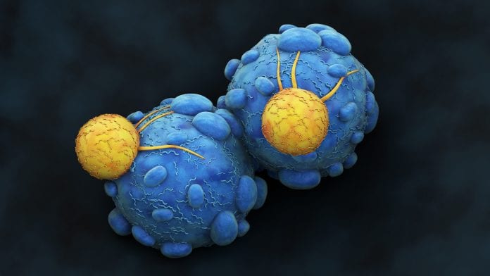 A better understanding of how T cells function