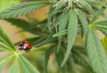 Towards a UK cannabis industry