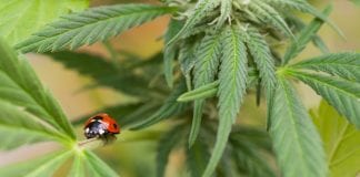 Towards a UK cannabis industry
