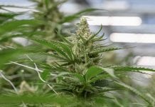 Fluence expands in Israeli cannabis industry with LED lighting solutions