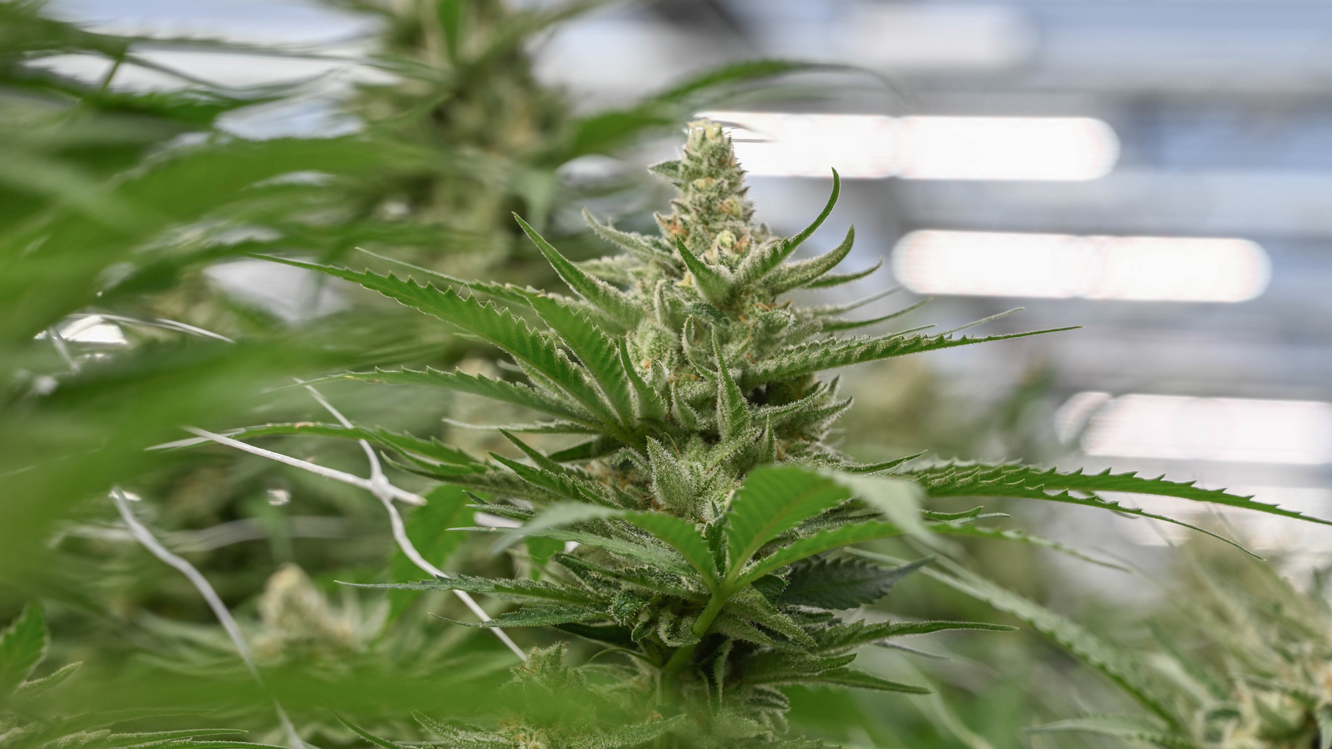 Fluence expands in Israeli cannabis industry with LED lighting solutions