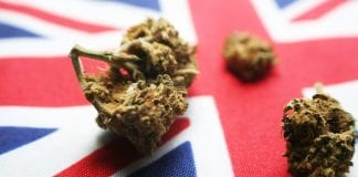 New council body launched to demand robust UK cannabis industry
