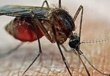 Infection control efforts could be hindered by asymptomatic malaria infection-control-malaria