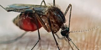 infection-control-malaria