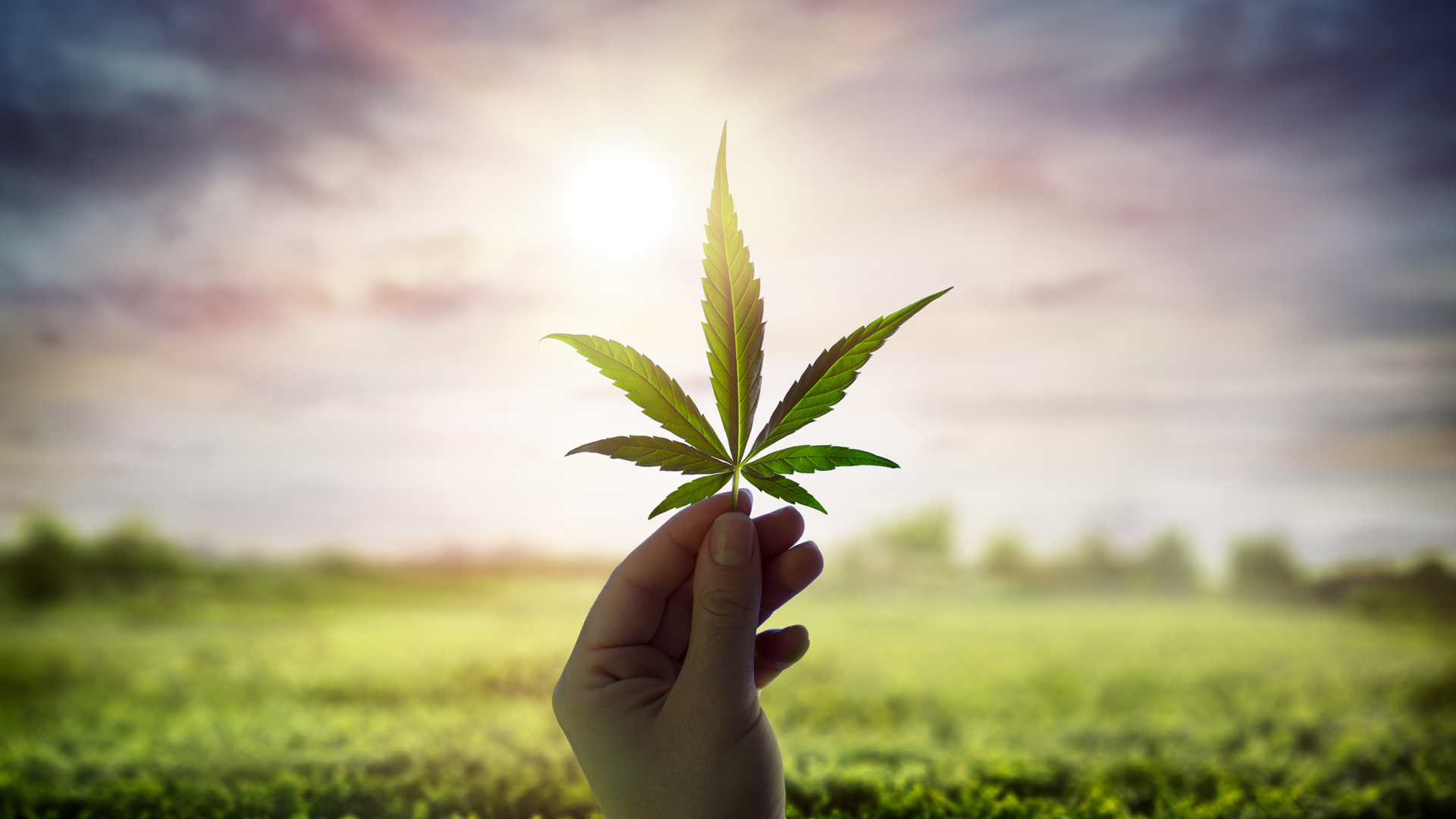 Medical cannabis campaigners visit Westminster