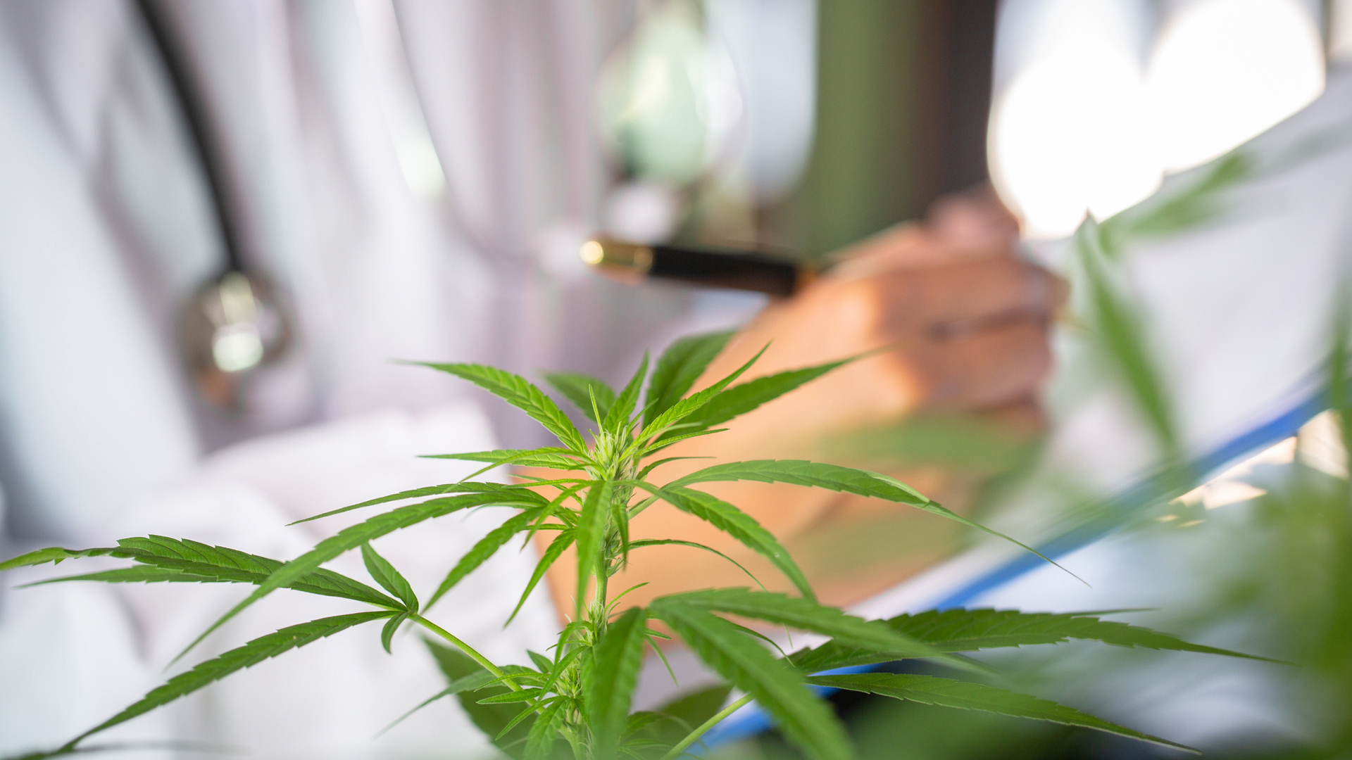 Taskforce proposes UK cannabinoid regulation changes