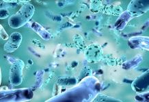 Discovery links gut microbe to formation of nerve cells in brain Discovery links gut microbe to formation of nerve cells in brain