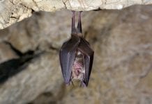 Scientists discover novel coronavirus in UK bats coronavirus-bats